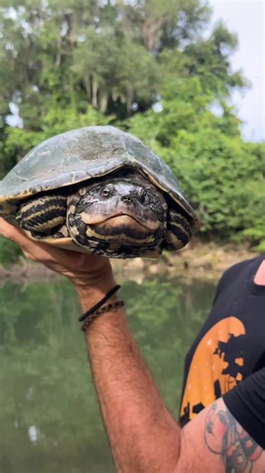 The female Barbour’s Map turtle has an insane set of jaws, and she’s over DOUBLE the size of the male! #turtle #animals #reptiles #wildlife | Greg’s Turtle Haven