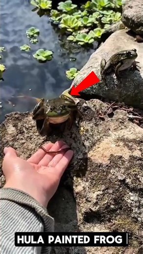 60 sal bad Jinda Mila mara hua mendhak 🐸 | The Hula Painted Frog Mystery #shorts