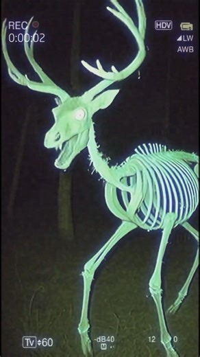 Glowing Deer Skeleton & Alien Doorbell Cam?! (Case File #313) #Shorts