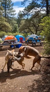 222K views · 2.9K reactions | A dog saves a cat from a coyote at a picnic #coyoteattack #catrescue #wildlife #caughtoncamera #realrescue | Lifeline Souls | Facebook