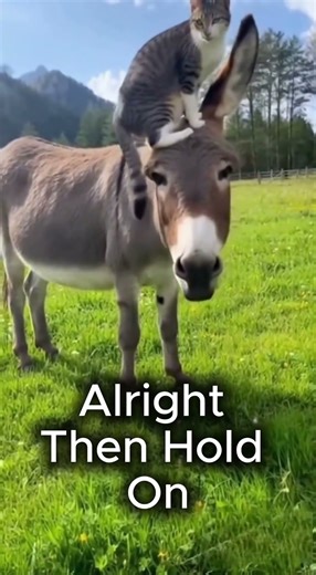 “Cat Becomes a Legend on Donkey’s Head | SUPER VIRAL Animal Clip 2025”