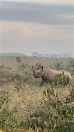 Wildlife : Terrifying Black Rhino 🦏 Charge! #wildlife #animals #nature