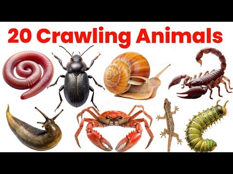 20 Crawling Animals for Kids | Fun Learning Video for Children