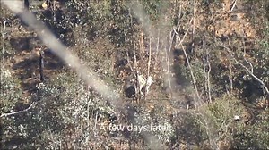 10K views · 109 reactions | All Aussie Outdoors - While out scouting...