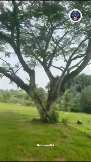 𝗩𝗜𝗗𝗘𝗢 𝗜𝗠𝗣𝗔𝗖𝗧𝗔𝗡𝗧𝗘: 𝗟𝗨𝗚𝗔𝗥𝗘𝗡̃𝗢𝗦 𝗚𝗥𝗔𝗕𝗔𝗡 𝗟𝗔 𝗖𝗔𝗜́𝗗𝗔 𝗗𝗘𝗟 𝗔𝗩𝗜𝗢́𝗡 𝗛𝗘́𝗥𝗖𝗨𝗟𝗘𝗦 𝗗𝗘 𝗟𝗔 𝗙𝗔𝗖 𝗘𝗡 𝗣𝗨𝗧𝗨𝗠𝗔𝗬𝗢