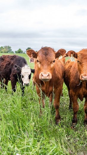 I’m Katrina, your Ontario farmer! I am one of the main faces behind Meeting Place Organic Farm. I am back on my family farm with my husband raising 3 kids under five after spending 15 years away doing school, travel, working, all those life things. Our goal is to raise certified organic, grass fed and finished beef, pastured pork and chicken so that you can be sure the food on your family’s table was grown in a way that is healthy for your family and for the land. The farm also produces organic 