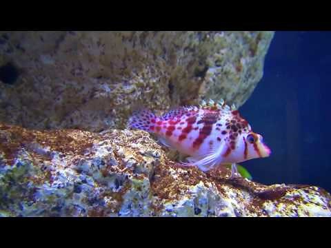 サラサゴンベ Dwarf hawkfish Cirrhitichthys falco すみだ水族館 Sumida Aquarium