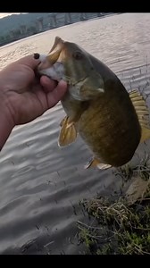 Big Ohio River smallmouth bass! What exploded in the current