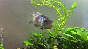 Nannacara neon blue fish of the Cichlid family in a freshwater aquarium among green algae.