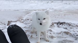 2.8M views · 53K reactions | Arctic foxes don't usually get this close to humans, but this one was feeling brave. | National Geographic | Facebook