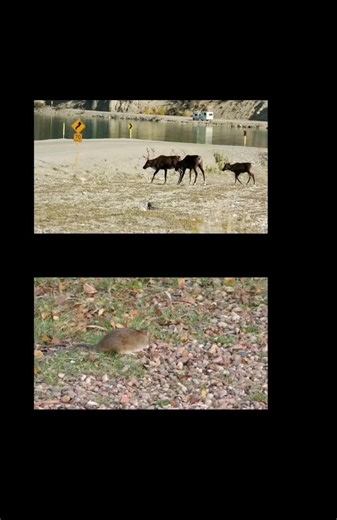 Lets learn about landscape resistance! (Posting again with the captions visible!) #wildlife #habitat #spatial #ecology #landscape #resources #scale #matrix #space #resistance #surface #path #movement #graduatestudentlife