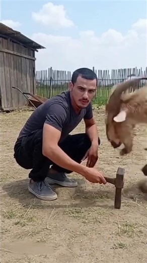 Angry Goat Suddenly Attacks and Knocks Me Down 😱🐐