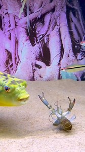 #reelsvideo #fish #Zebra #Fish #zebradoghead #fisheat #eat #amazing #nature #cute #adorablebabymonkey#zebradoghead #zebradog #zebra #dog #head #animal #wildlife | Giana Show