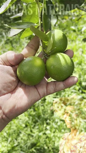 ESSA PLANTA FUNCIONA COMO UM FILTRO ESPIRITUAL NO SEU LAR