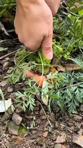 Technique for harvesting carrots manually using hands