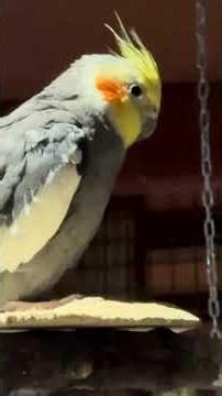 All My Parrot Aviaries 🦜 | Quick Look Inside