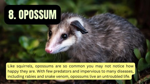 The 8 Happiest Animals in the World