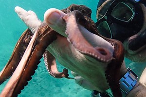 Scientists want to stop the world’s first octopus farm