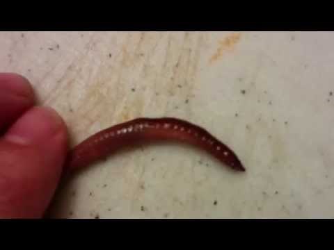 How To Identify Canadian Nightcrawlers Lumbricus Terrestris
