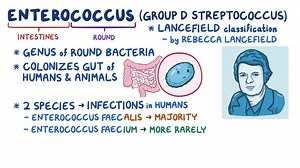 Video: Enterococcus - Video Explanation! | Osmosis | Osmosis