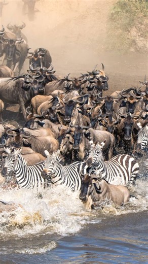 The Great Migration is one of the biggest wildlife movements on Earth. Millions of animals cross the Serengeti searching for fresh grass and safe ground. It shows how nature works in cycles and how every species depends on the other. If you want to experience this moment up close in a safe and well guided way, Beyond the Wild is here to take you through it 🦓all. | Beyondthewild Expeditions