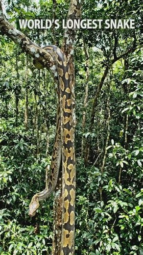 Anaconda Vd Python