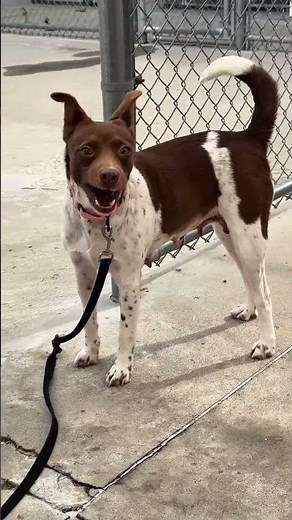 Meet Banshee a Australian Cattle Dog currently available for adoption! 10/30/2025 7:28:45 AM