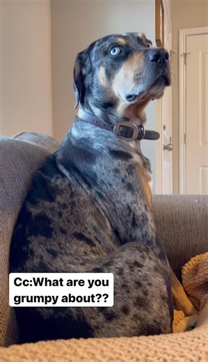 Colt was sitting on the couch, pitching a fit and talking to himself until he decided to confront me 😂 | Colt Blue