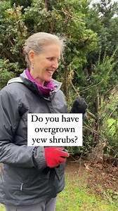Yes, they really do grow back. If your yews are overgrown like this, go for it! Spring is the perfect time. If you want more information about pruning, I have a comprehensive overview on this to help you navigate it. The link to that is here: is here: https://linktr.ee/youcandoitgardeningMy goal is to empower as many people as possible to get out there and get their hands dirty. I’m in zone 6 in the Boston area but almost all of the principles I talk about are applicable to any garden. If you ne