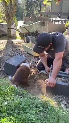 Too excited to dig the ground all day #dogs #pets #adorable #cute | Poke My Heart