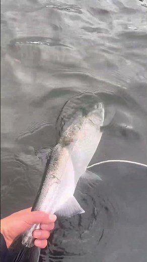 Catch and release salmon ￼coho