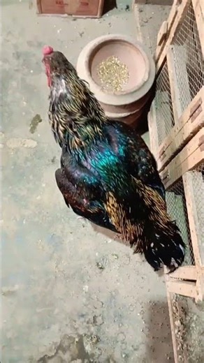 Big Black Java Aseel Murga 🤯 #shorts #viral #trending #aseel #unfrezz