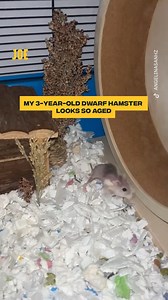 44K views · 56 reactions | Hadn’t seen an old hamster before  | Comedy JOE | Facebook