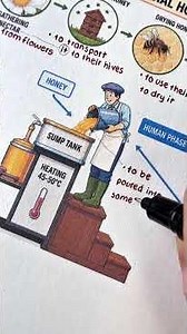 IELTS Writing Task 1 Honey Production Process