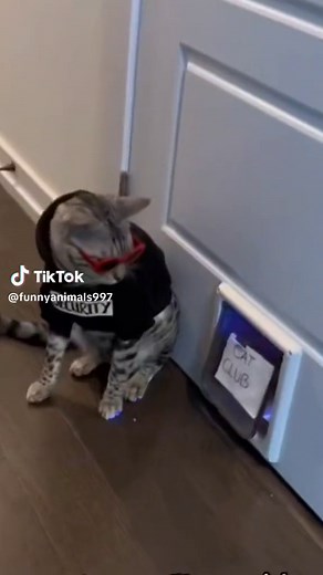 Cat Club: The Ultimate Party for Cat Lovers! Watch Hilarious Cat Videos and Get Your Paws on the Best TikTok Cats