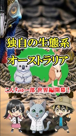 【世界編開幕】独自の生態系！オーストラリアを探検！ #動物 #雑学 #生き物 #こんちゅー部