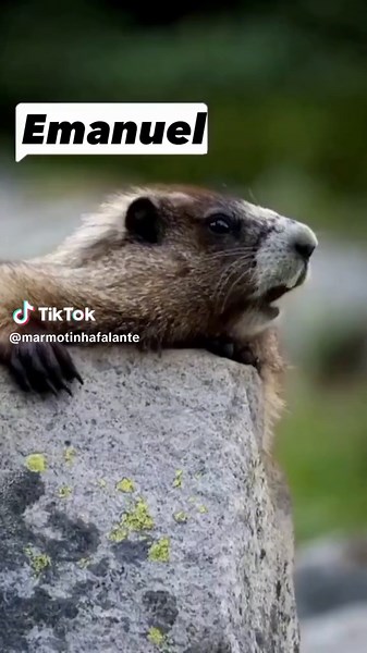 Emanuel Calling Names - Marmot Screaming Viral Video
