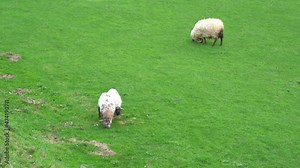 sheep flock in a farm in the countryside in the basque country