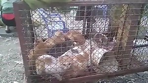 Shocking footage shows inside of cat meat farm in Vietnam