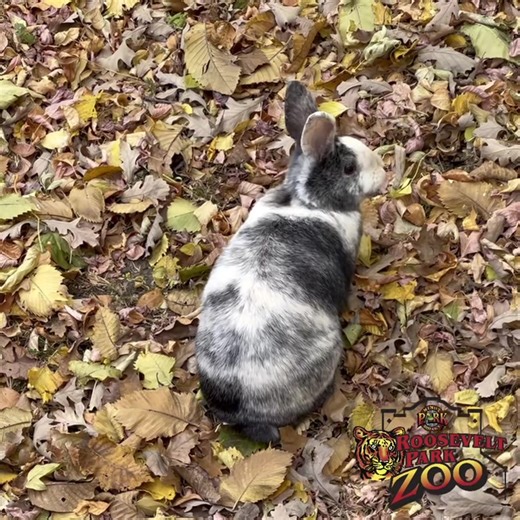 1.2K views · 395 reactions | Hop over! ☀️ Zoo is open 10-3! | Roosevelt Park Zoo | Facebook