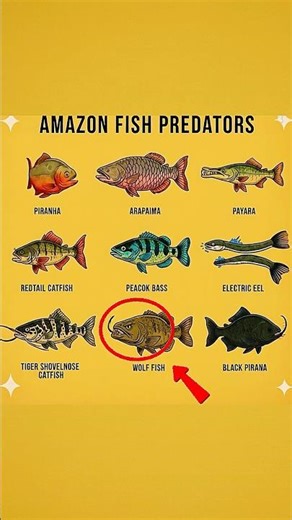 Amazon Predators You Dont Wanna Meet😱😱 #shorts #wildlife #animals