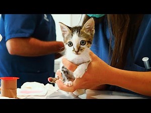 Unbelievable abuse of a tiny kitten