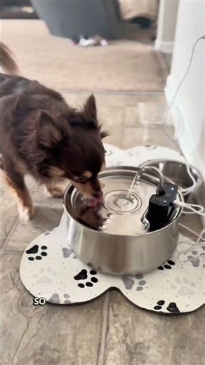 Why My Dog Won't Drink From Her Water Bowl | DoggySpout Dog Water Fountain #DoggySpout #dogcare