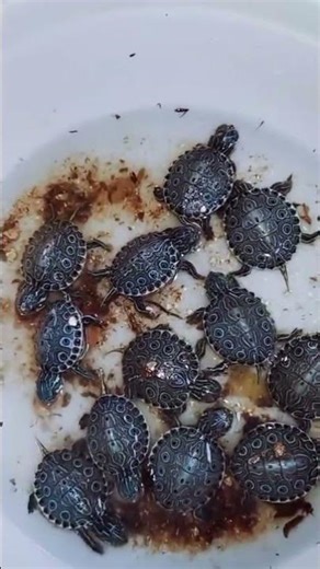 venusta peacick sliders