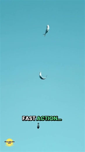 April 2026 Chesapeake Bay Fishing Update Maryland vs Virginia