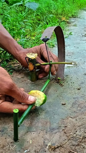 Setting traps is quick and easy #survival #trap