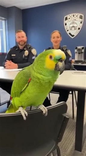 Parrot Joins Police Ride-Along for Hilarious Adventure