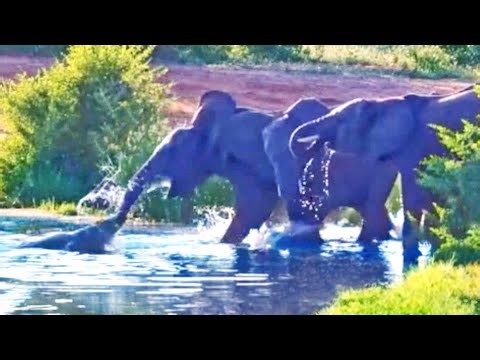 Watch: Snapping croc grabs elephant’s trunk | Network News
