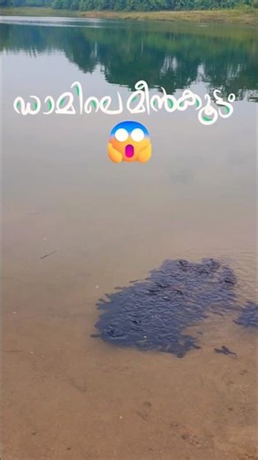 ഡാമിലെ മീൻകൂട്ടം😱 #fish #freshwaterfish #dam #travel #kerala #fishing #malakkapara #valparai #nature