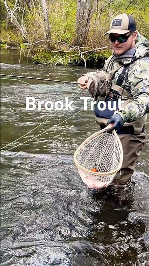Catching Brook trout on the fly! River fly fishing. #fishing420 #fishing #troutfishing